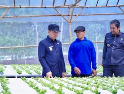 Pj.Bupati Pringsewu Tinjau Budidaya Pertanian Hydroponic di Pekon Margosari 