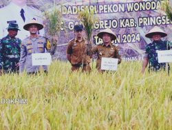 Penjabat Bupati Pringsewu Panen Perdana Padi Metode Tanpa Olah Tanah