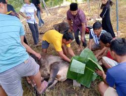 PHBI Musholla Al-Basir RT. 04 Pekon Kota Batu Kecamatan Kotaagung Memotong Hewan Qurban